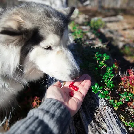 Saarikejo Huskylodge Шале Саариселькя