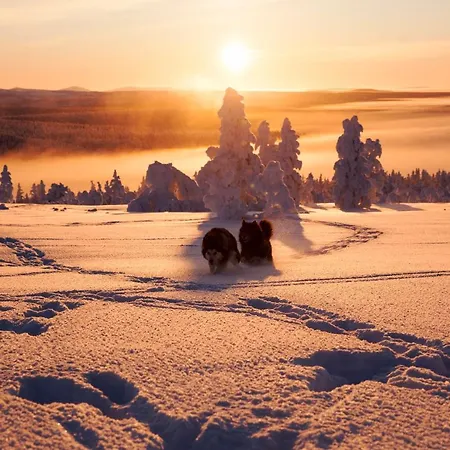 Saarikejo Huskylodge Шале